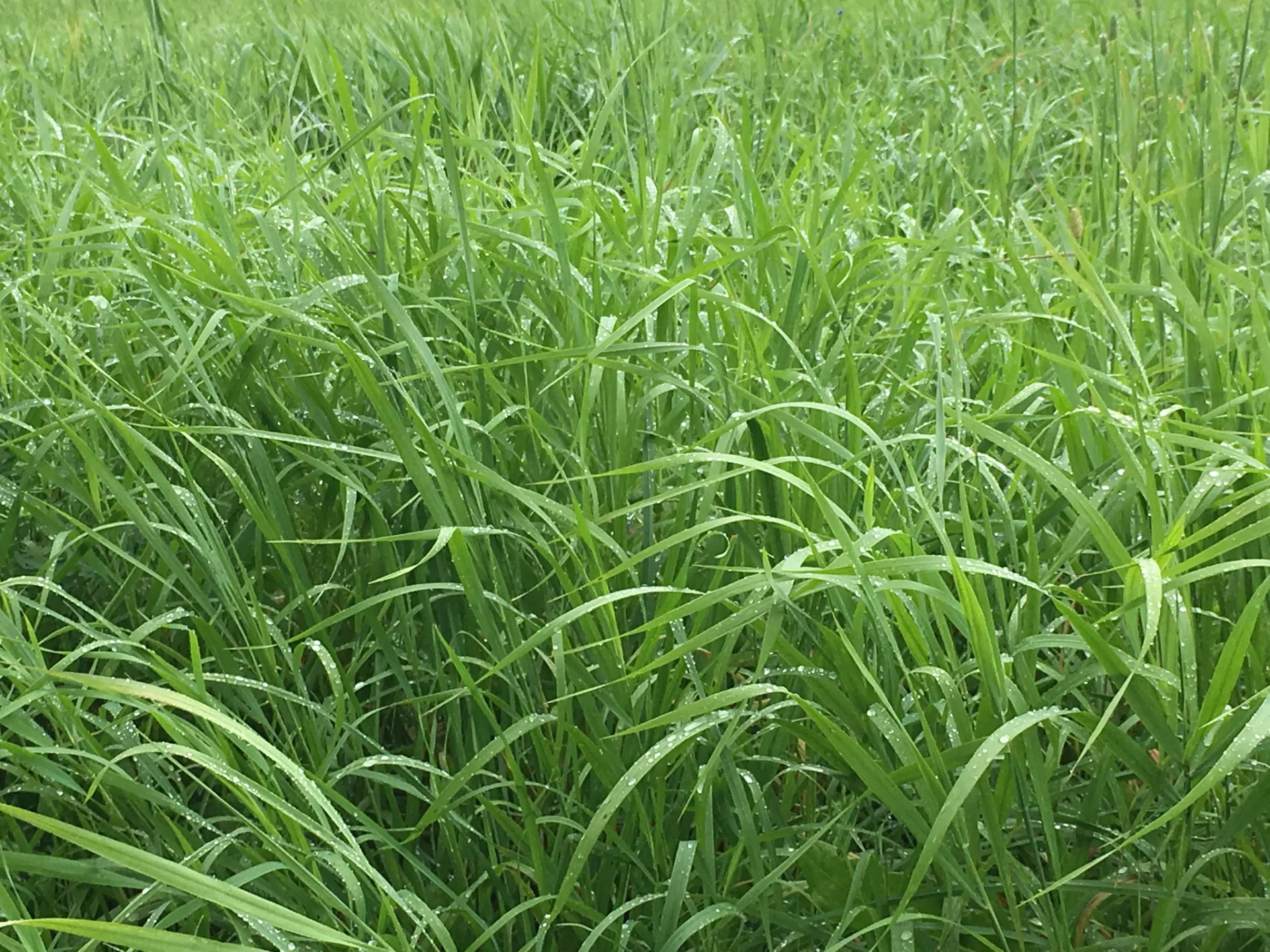Grasses Forage