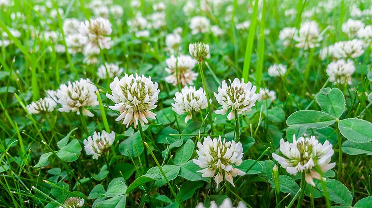 White clover blooming in the field